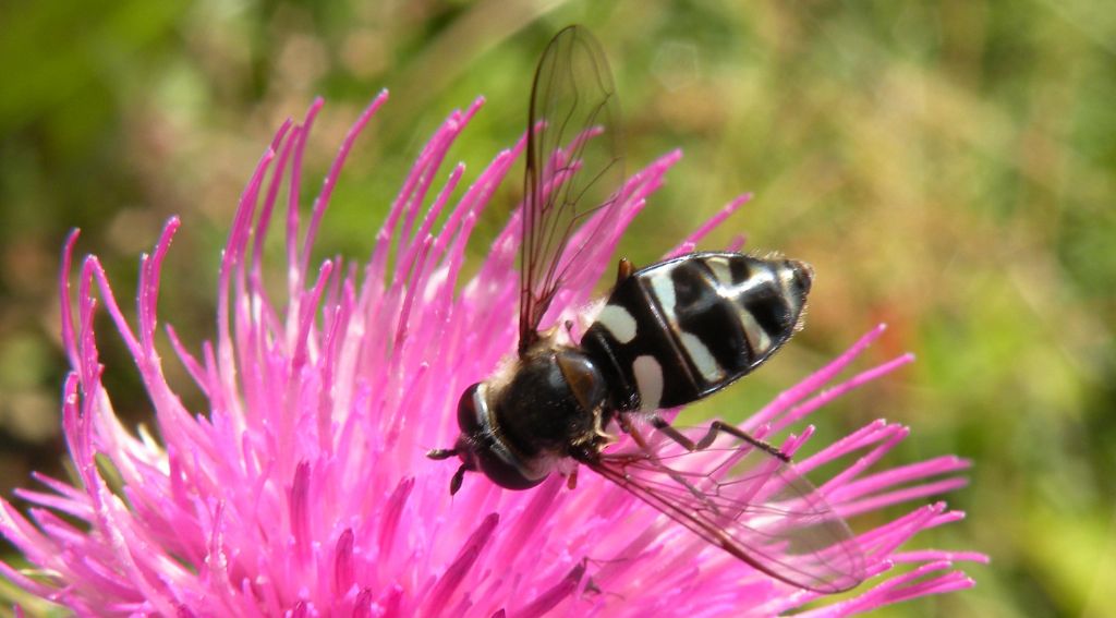 Dasysyrphus tricinctus?